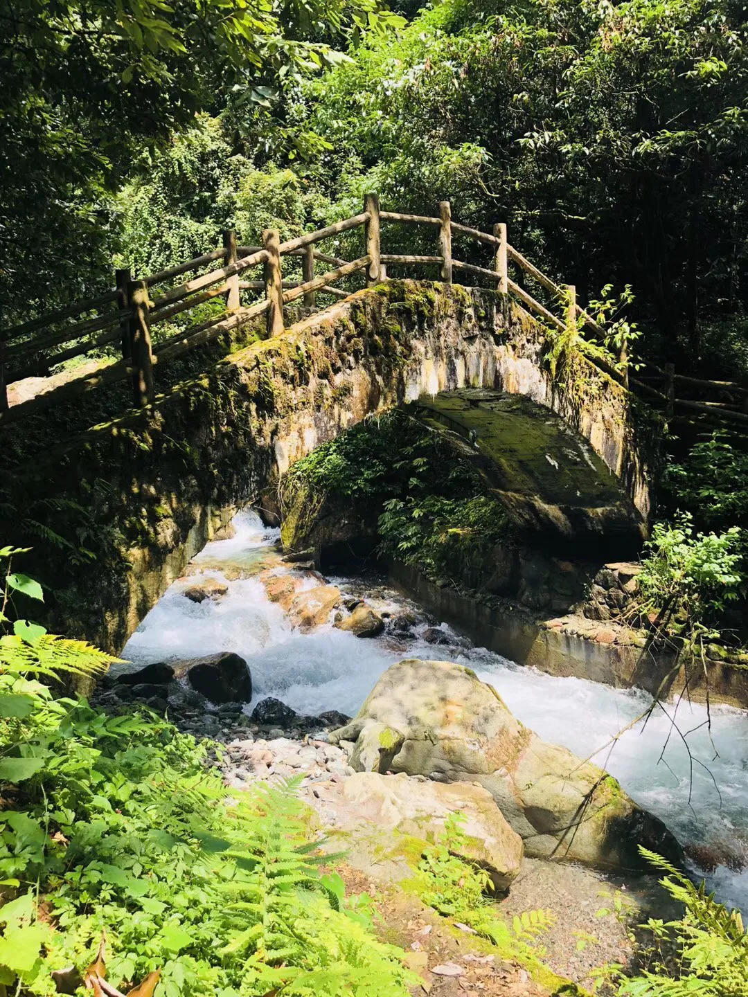 救援达尔马提亚狗